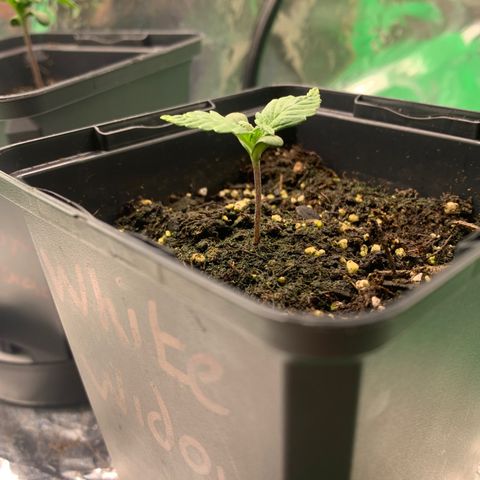White widow Auto growlog timeline photo