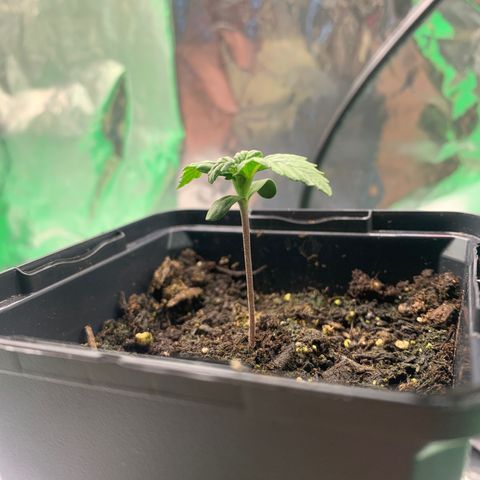 NYC diesel x White widow Auto growlog timeline photo