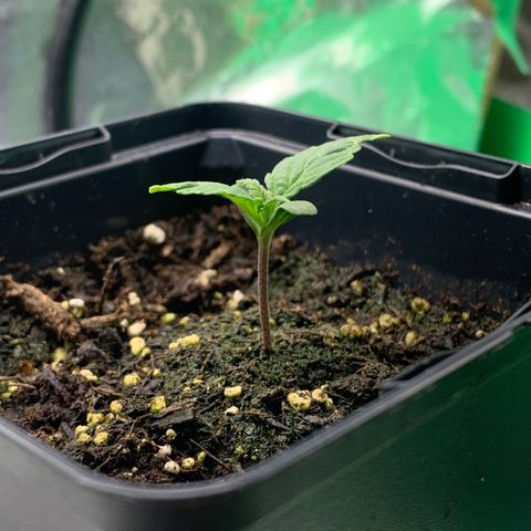 White widow Auto growlog timeline photo