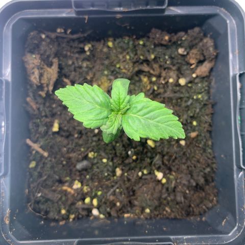 NYC diesel x White widow Auto growlog timeline photo