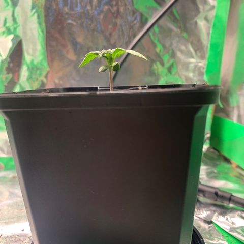 NYC diesel x White widow Auto growlog timeline photo