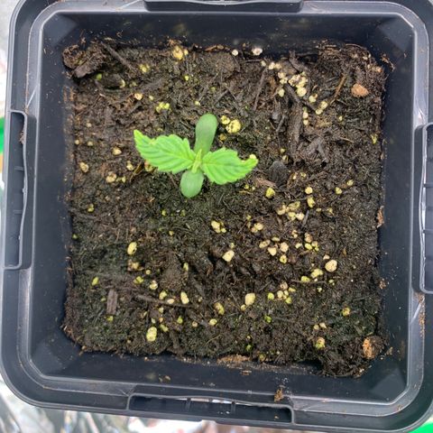 White widow Auto growlog timeline photo