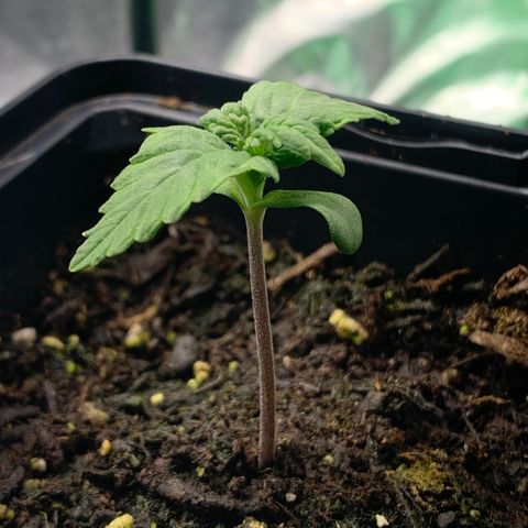 NYC diesel x White widow Auto growlog timeline photo