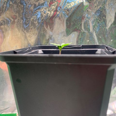 White widow Auto growlog timeline photo