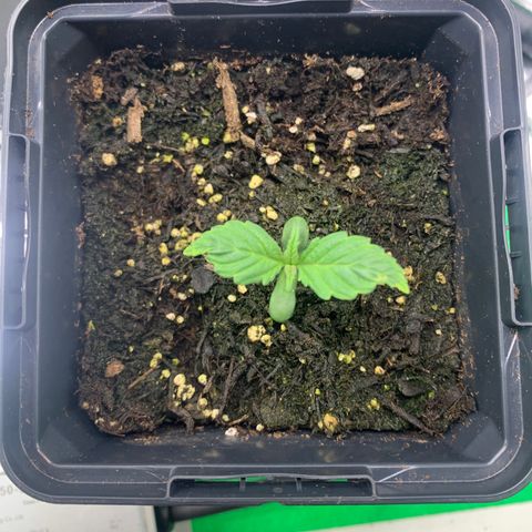 White widow Auto growlog timeline photo