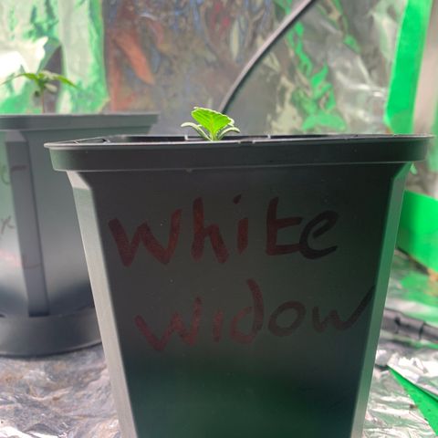 White widow Auto growlog timeline photo