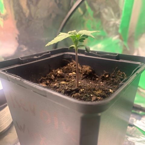 NYC diesel x White widow Auto growlog timeline photo