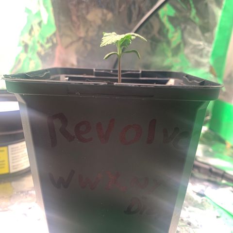 NYC diesel x White widow Auto growlog timeline photo