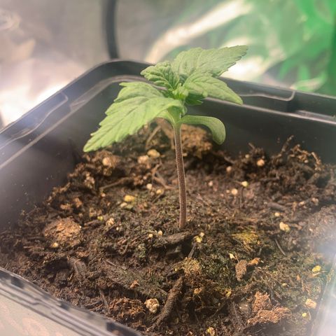 NYC diesel x White widow Auto growlog timeline photo