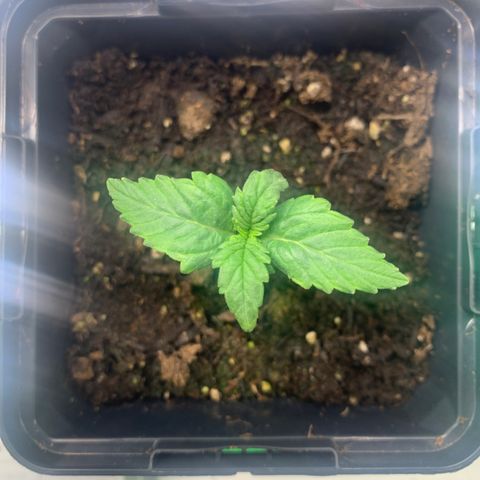 NYC diesel x White widow Auto growlog timeline photo