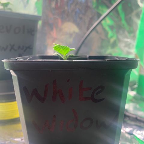 White widow Auto growlog timeline photo