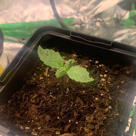 White widow Auto growlog timeline photo