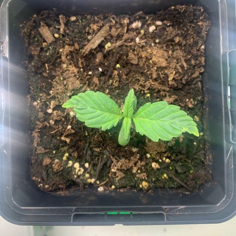White widow Auto growlog timeline photo