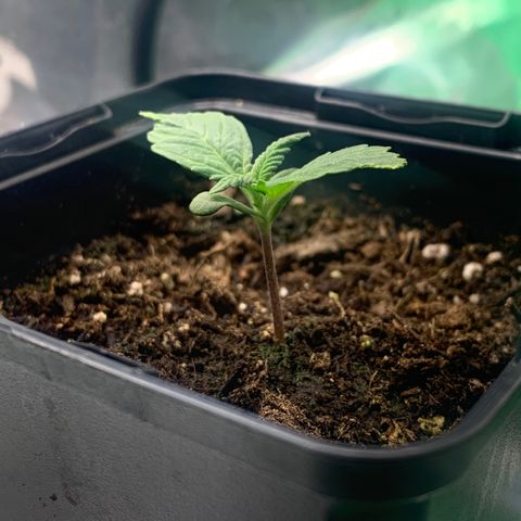 White widow Auto growlog timeline photo