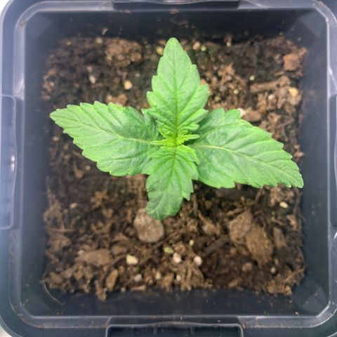 NYC diesel x White widow Auto growlog timeline photo