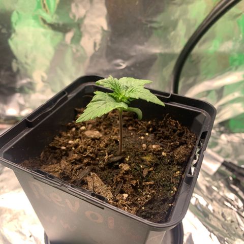 NYC diesel x White widow Auto growlog timeline photo