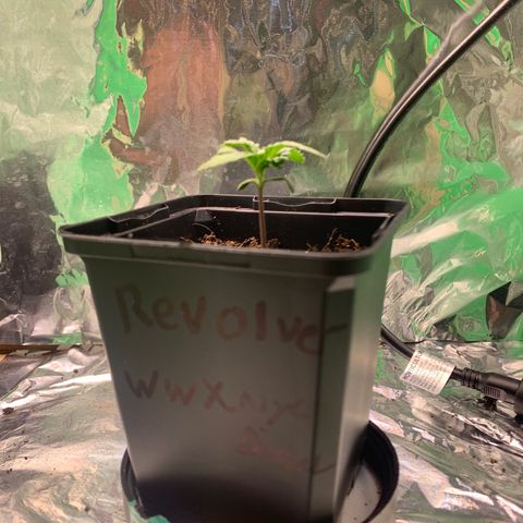 NYC diesel x White widow Auto growlog timeline photo