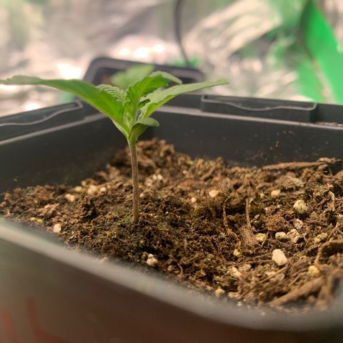 White widow Auto growlog timeline photo