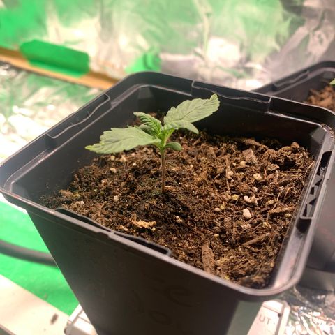 White widow Auto growlog timeline photo