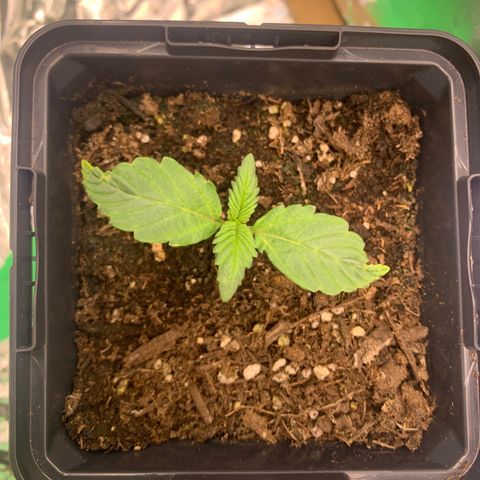 White widow Auto growlog timeline photo