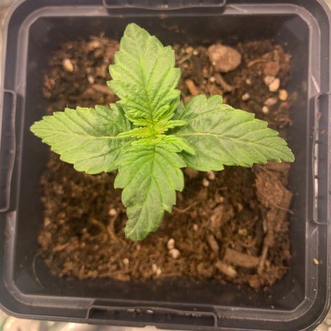 NYC diesel x White widow Auto growlog timeline photo