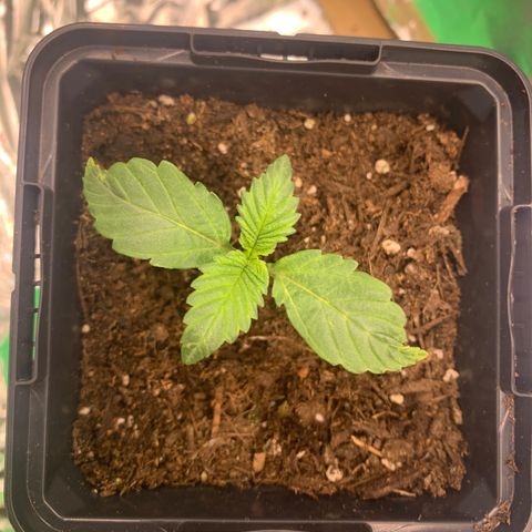 White widow Auto growlog timeline photo