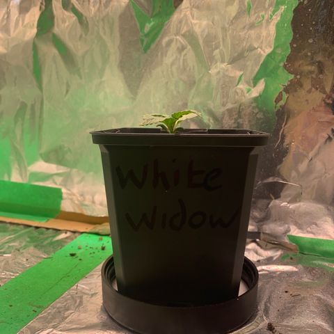 White widow Auto growlog timeline photo