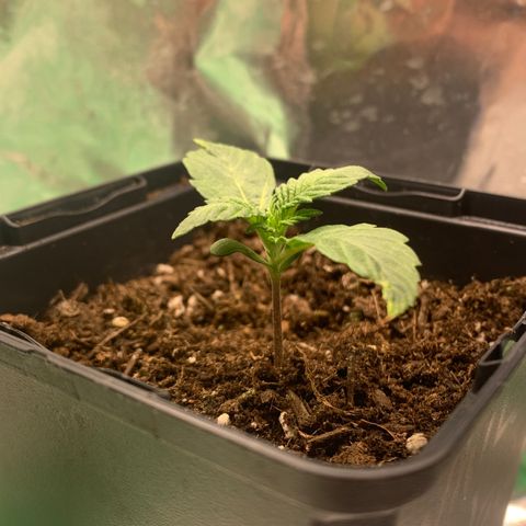 White widow Auto growlog timeline photo