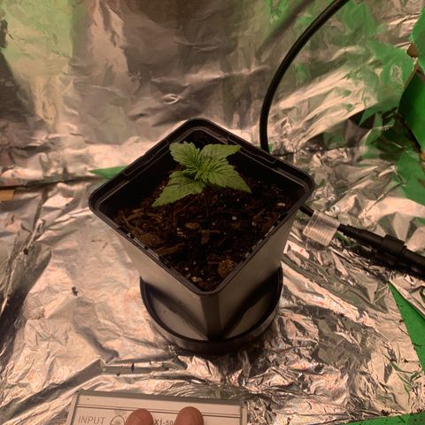NYC diesel x White widow Auto growlog timeline photo
