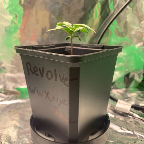 NYC diesel x White widow Auto growlog timeline photo