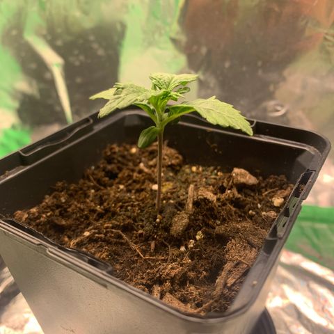 NYC diesel x White widow Auto growlog timeline photo