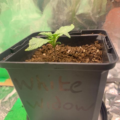 White widow Auto growlog timeline photo