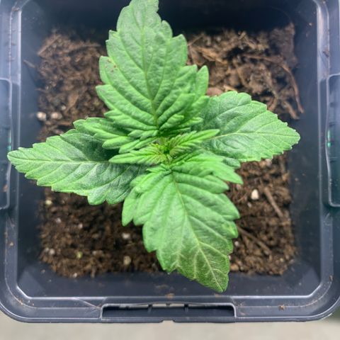 NYC diesel x White widow Auto growlog timeline photo