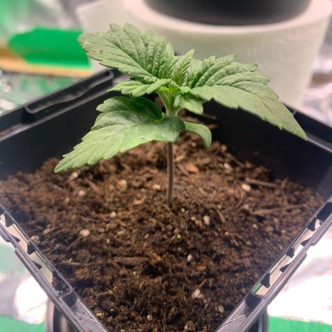 NYC diesel x White widow Auto growlog timeline photo