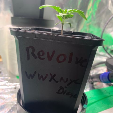 NYC diesel x White widow Auto growlog timeline photo
