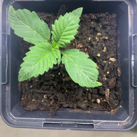 White widow Auto growlog timeline photo