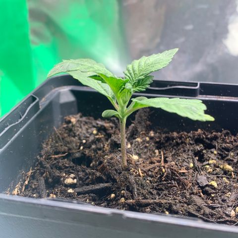 White widow Auto growlog timeline photo