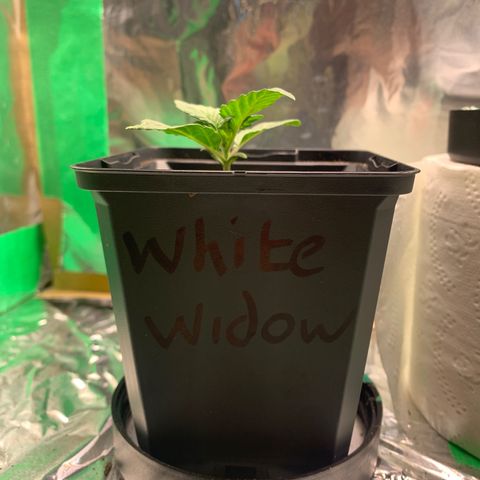 White widow Auto growlog timeline photo