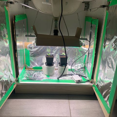 White widow Auto growlog timeline photo