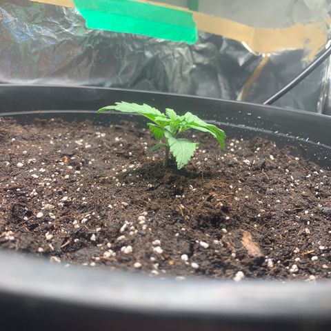 NYC diesel x White widow Auto growlog photo: Transplant day. Tried to do early to prevent stressing the roots too much. 