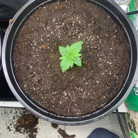 NYC diesel x White widow Auto growlog photo: Transplant day. Tried to do early to prevent stressing the roots too much. 