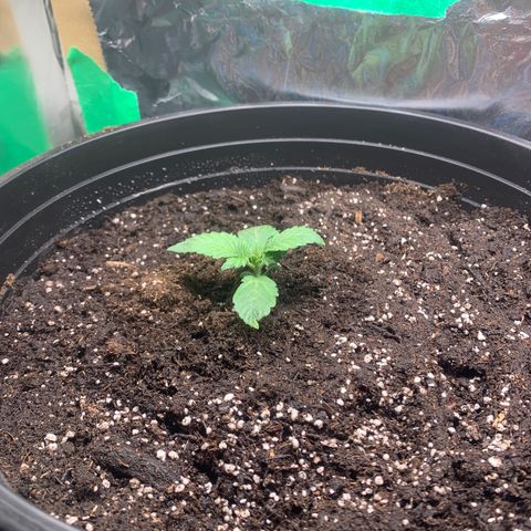White widow Auto growlog timeline photo
