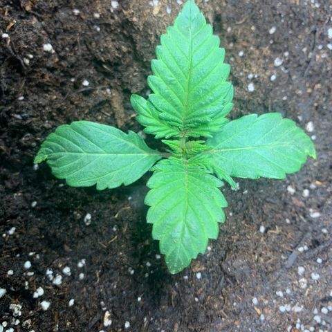 White widow Auto growlog timeline photo