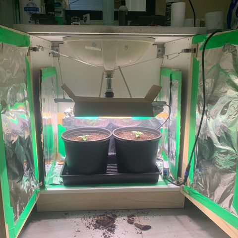 White widow Auto growlog timeline photo