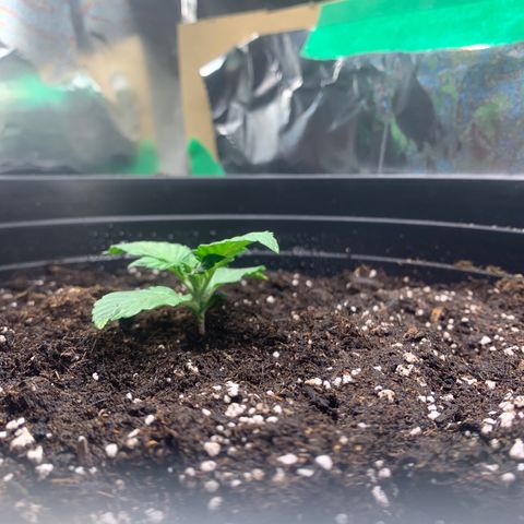 White widow Auto growlog timeline photo