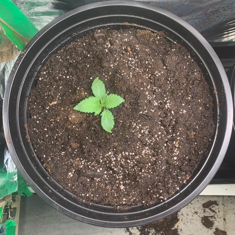 White widow Auto growlog timeline photo