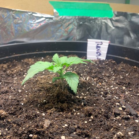 NYC diesel x White widow Auto growlog timeline photo