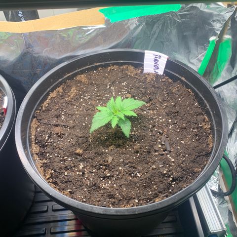 NYC diesel x White widow Auto growlog timeline photo