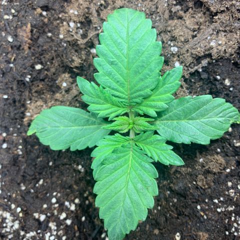 White widow Auto growlog timeline photo