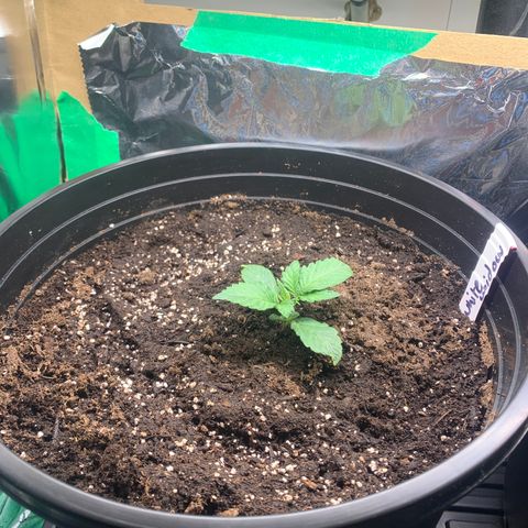 White widow Auto growlog timeline photo